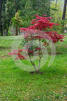 Japanese maple tree with red leaves in spring