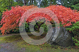 Japanese Maple Tree by Rock in Autumn