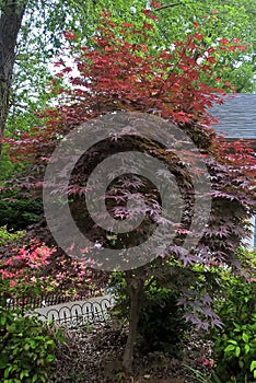 Japanese Maple Tree`s