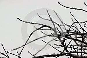 Japanese maple tree on snow branch close-up