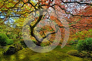 The Japanese Maple Tree in Spring photo