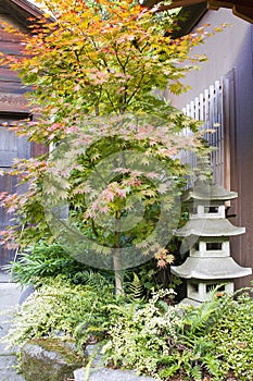 Japanese Maple Tree with Stone Pagoda Lantern