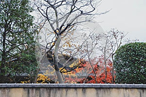 Japanese maple tree where autumn leaves have begun