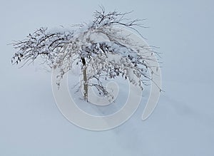 Japanese maple tree in winter