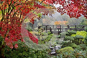 Japanese Maple Trees by the Bridge in Fall