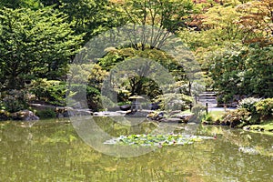 Japanese Maple trees, evergreens, shrubs and ferns backing a large pond with pink water lilies in Seattle, Washington