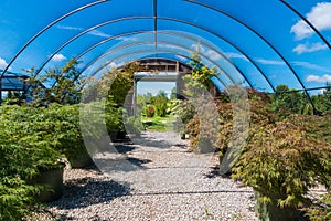 Japanese maple trees in the nursery green house