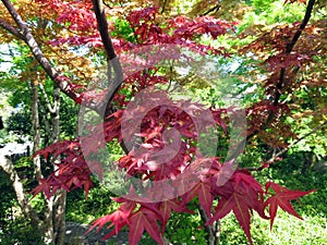 Japanese maple trees in spring