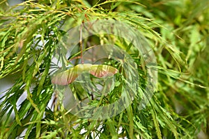 Japanese Maple Viridis