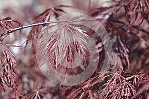 Japanese Maple Viridis