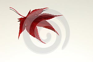 Japanese Maple White Down