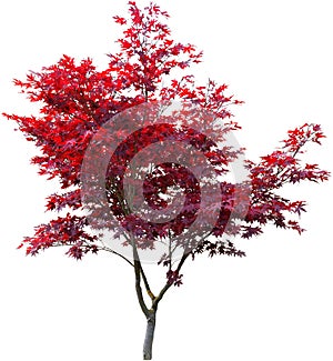 Japanese maple on white