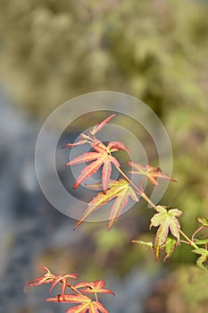 Japanese Maple Wilsons Pink Dwarf