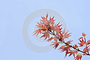 Japanese Maple Wilsons Pink Dwarf