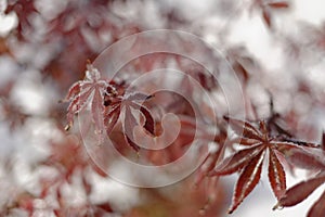 Japanese maple in winter