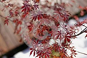 Japanese maple in winter