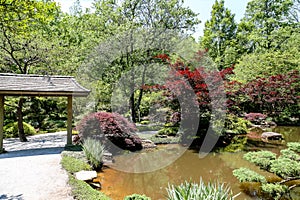 Japanese Maples and Garden