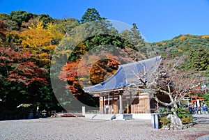 Japanese maples with a temple. photo