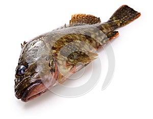 Japanese marbled rockfish (Kasago)