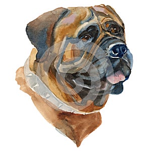 The Japanese Mastiff watercolor hand painted dog portrait