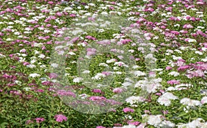 Japanese meadowsweet Spiraea japonica Genpei, flowering shrubs