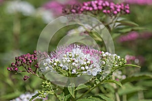 Japanese meadowsweet Spiraea japonica Genpei inflorescence side view