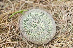 Japanese melons Cantaloupe melons