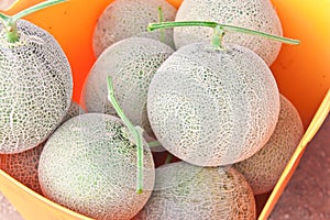 Japanese melons in a plastic basket