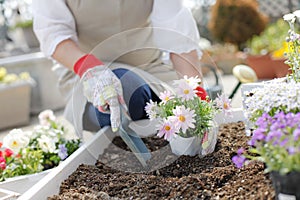 Japanese middle-aged woman enjoys flower seedling planting terrace
