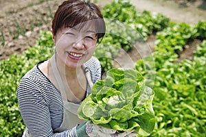 Japanese middle aged woman harvesting a vegetable garden