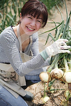 Japanese middle aged woman harvesting a vegetable garden