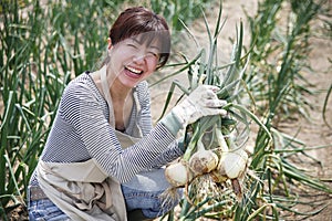 Japanese middle aged woman harvesting a vegetable garden