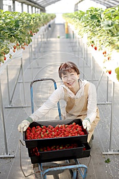 Japanese middle-aged woman, working agricultural lady