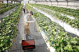 Japanese middle-aged woman, working agricultural lady