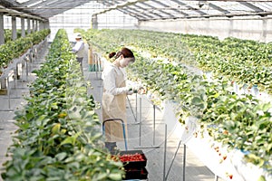 Japanese middle-aged woman, working agricultural lady