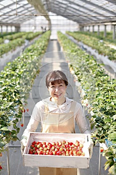 Japanese middle-aged woman, working agricultural lady