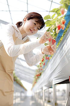 Japanese middle-aged woman, working agricultural lady