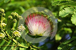 The Japanese mimosa