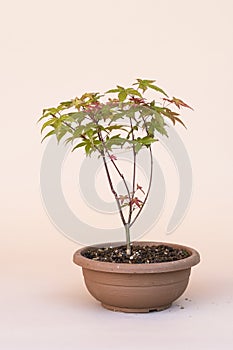 Japanese miniature palmate maple. photo