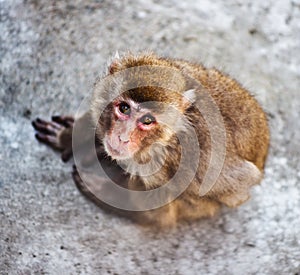 Japanese monkey