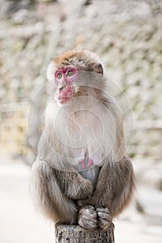 Japanese monkey