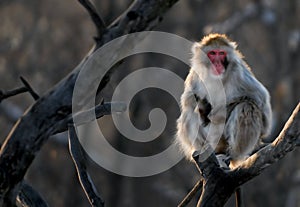 Japanese Monkey