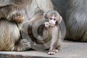 Japanese monkey baby