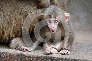 Japanese monkey baby
