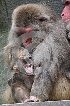 Japanese monkey baby