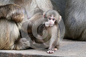 Japanese monkey baby