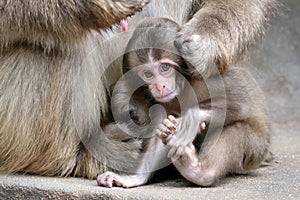 Japanese monkey baby