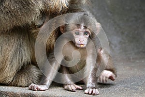 Japanese monkey baby