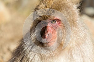 Japanese Monkey close up