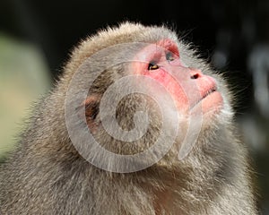 Japanese monkey